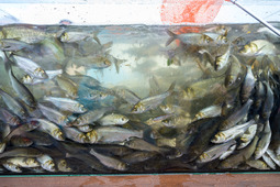 Для наглядности мальков рыб разместили в большом аквариуме