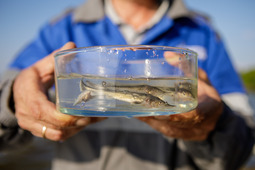 Выпуск мальков ценных рыб в акваторию Волги