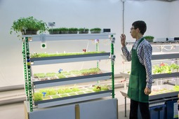 Специальное оборудование создает оптимальные условия для роста растений